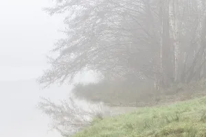 Trees at the water's edge in the fog