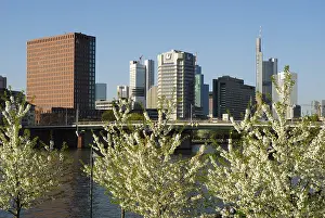 Trees with white blossoms at the riverside of the Main River in front of the skyline of the office and banking district