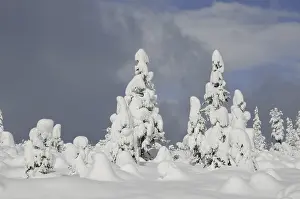 Trees, winter, tree, winter forest