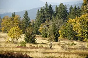 Trees in yellow autumn leaves Ruckowitzschachten at Grosser Falkenstein Bayerischer Wald Lower Bavaria Germany