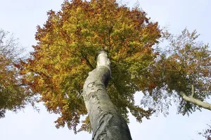 Treetop of a autumnal colored beech from below