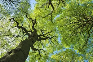 Treetop of a beech tree in Jasmund National Park on Rugen