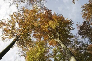 Treetops of autumnal colored beeches from below