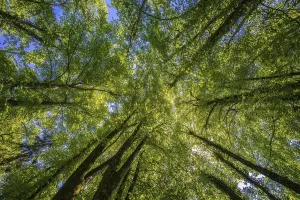 Treetops from below, with blue sky