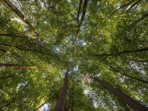Treetops in a deciduous forest
