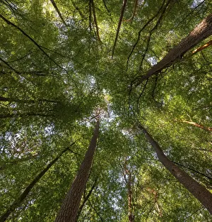Treetops in a deciduous forest