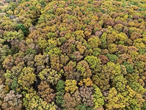 Treetops, deciduous forest from above in autumn