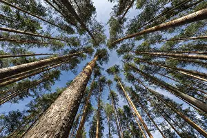 Treetops, Forest, Isojaervi National Park