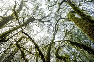 Treetops, laurel trees with mosses and lichens