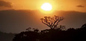 Treetops at sunset, silhouettes against the light