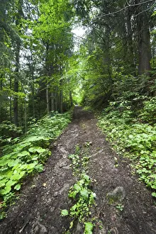Framed Print : Trekking trail leading through summer landscape of deep highland forest at Carpathian mountains