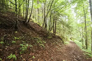 Framed Print : Trekking trail leading through summer landscape of pine tree highland forest at Carpathian mountains Framed Print : Trekking trail leading through summer landscape of pine tree highland forest at Carpathian mountains