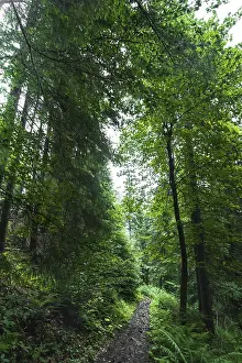 Trekking trail leading through summer landscape of pine tree highland forest at Carpathian mountains