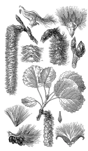 Tremula, colloquially aspen, common aspen