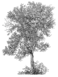 tremula, colloquially known as aspen