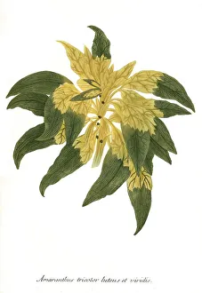 Tricolor, Amaranth (Amaranthus)