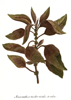Tricolor, Amaranth (Amaranthus)