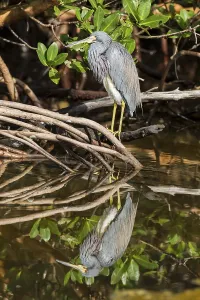 Tricolored heron (Egretta tricolor)