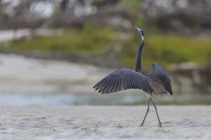 Tricolored heron (Egretta tricolor), Florida