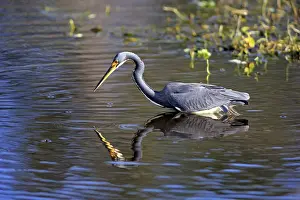Tricolored heron (Egretta tricolor) standing in water