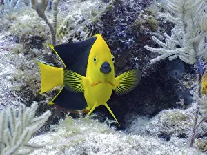 Tricoloured angelfish (Holacanthus tricolor)
