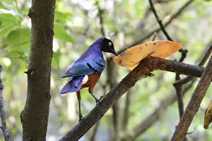 Tricoloured Glossy Starling (Lamprotornis superbus)