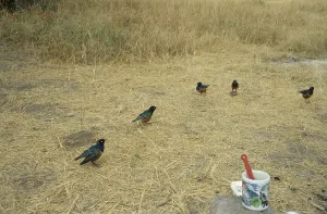 Tricoloured Glossy Starling (Lamprotornis superbus)
