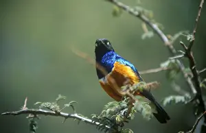 Tricoloured Glossy Starling (Lamprotornis superbus)