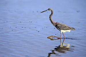 Tricoloured Heron (Egretta tricolor)