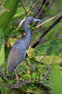 Tricoloured Heron (Egretta tricolor)