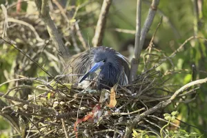 Tricoloured Heron (Egretta tricolor)
