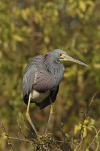 Tricoloured Heron (Egretta tricolor)