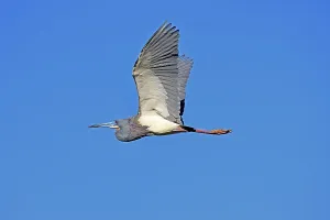 Tricoloured Heron (Egretta tricolor)