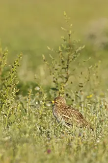 Triel, Stone Curlew, Stone-curlew