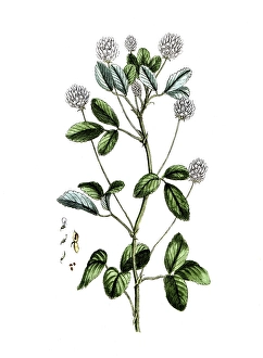 Trifolium melilotus coerulea, digital reproduction of a historical original
