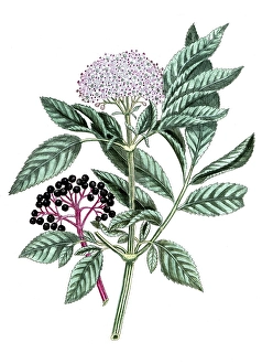 Trigonella foenum graecum, fenugreek