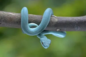 Trimesurus insularis also known as blue viper
