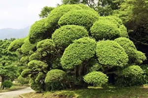Well trimmed and arranged green bush in Japanese garden