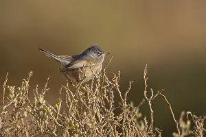 Tristram's Warbler (Sylvia deserticola) male