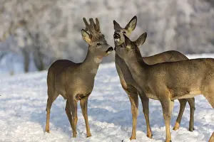 Triumvirat. Two female and one male Roe Deer