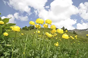 Troll flower, trollflowers, trollius europaeus