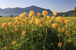 Troll flowers (Trollius europaeus)