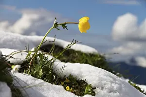 Framed Print : Trollflower in the snow (Trollius europaeus)