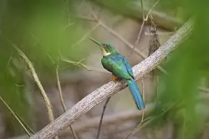 A tropical bird sitting on a branch surrounded by green foliage