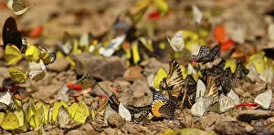 Tropical butterflies (Lepidoptera)