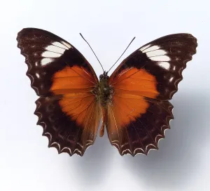 Tropical butterfly, free-standing