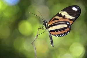 Tropical butterfly, probably Melinaea ethra