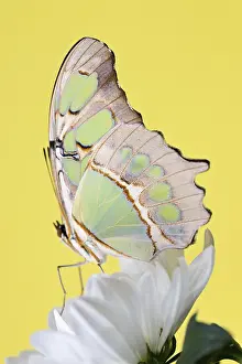 Tropical butterfly sitting on the flower over yellow background