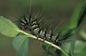 Tropical caterpillar (Lepidoptera)