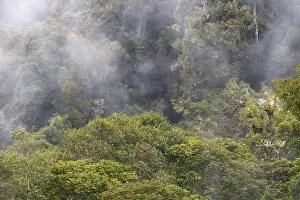 Category Mountain Landscapes Prints: Tropical cloud forest, Monte Verde St